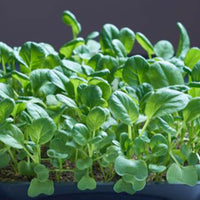 Tatsoi Brassica narinosa - Vegetable seeds
