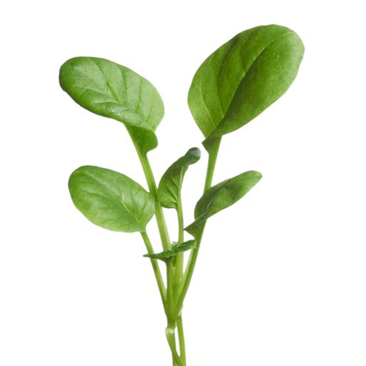 Tatsoi Brassica narinosa - Vegetable seeds