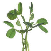 Green pea Pisum sativum - Vegetable seeds