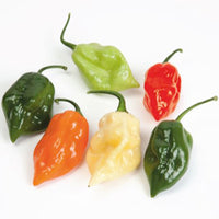 Habanero Pepper Capsicum chinense Mix 10 m² - Vegetable seeds