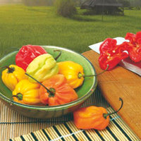 Habanero Pepper Capsicum chinense Mix 10 m² - Vegetable seeds