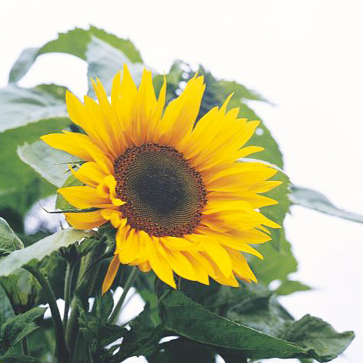 Giant sunflower Helianthus 'Giganteus' yellow 6 m² - Flower seeds