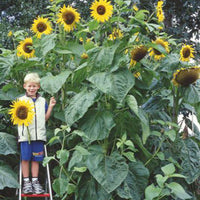 Sunflower Helianthus 'King Kong' yellow 5 m² - Flower seeds