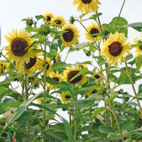 Sunflower Helianthus 'Moonwalker' yellow 3 m² - Flower seeds