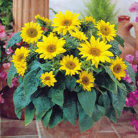 Sunflower Helianthus 'Pacino Gold' yellow 3 m² - Flower seeds