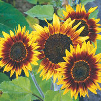 Sunflower Helianthus 'Ring of Fire' red 3 m² - Flower seeds