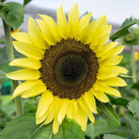 Sunflower Helianthus 'Lemon Queen' yellow 3 m² - Flower seeds