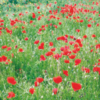 Poppy rhoeas red 2 m² - Flower seeds
