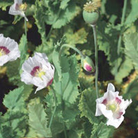 Poppy somniferum white 2 m² - Flower seeds