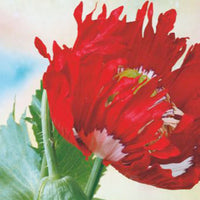 Poppy 'Danish Flag' red 1 m² - Flower seeds