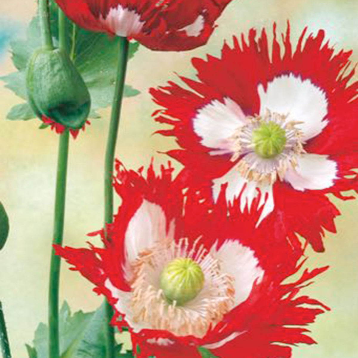 Poppy 'Danish Flag' red 1 m² - Flower seeds