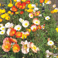 Poppy nudicaule - Mix yellow-orange-white 45 m² - Flower seeds
