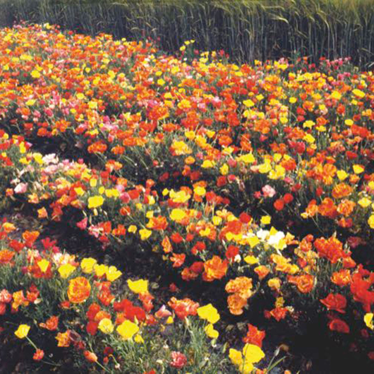 California poppy Escholschzia 'Thai Silk' red-purple-pink 7 m² - Flower seeds