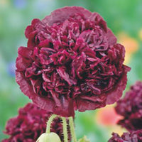 Poppy 'Black Paeony' purple 1 m² - Flower seeds
