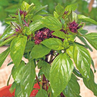 Thai basil Ocimum 10 m² - Herb seeds