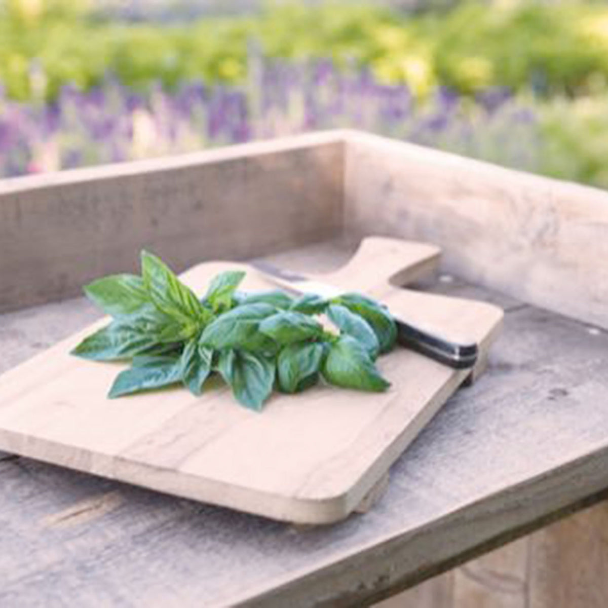 Basil Ocimum 'Italiano Classico' 10 m² - Herb seeds