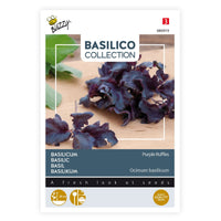 Basil Ocimum 'Purple Ruffles' purple 10 m² - Herb seeds