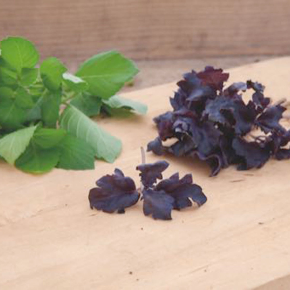 Basil Ocimum 'Purple Ruffles' purple 10 m² - Herb seeds