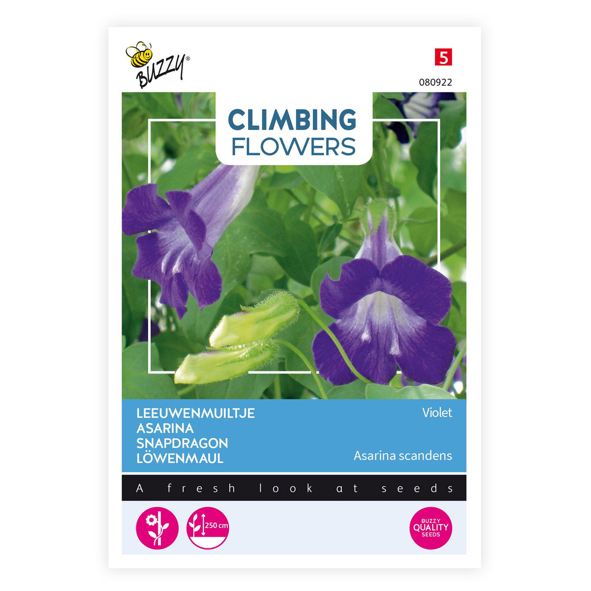 Lophospermum Asarina scandens purple 1 m² - Flower seeds