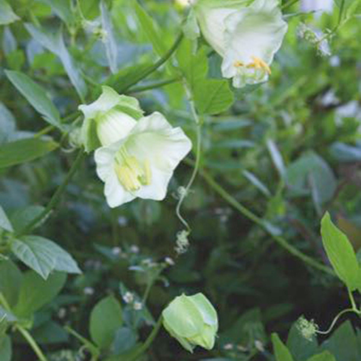 Cup-and-saucer vine Cobaea 'Alba' white 10 m² - Flower seeds