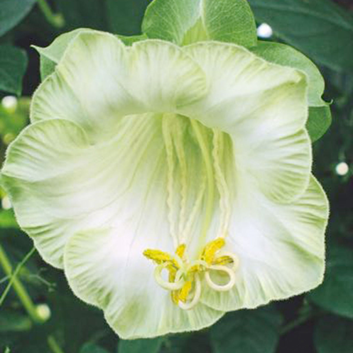 Cup-and-saucer vine Cobaea 'Alba' white 10 m² - Flower seeds