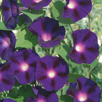 Morning glory Ipomoea 'Knowlians Black' purple 10 m² - Flower seeds