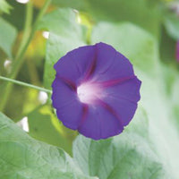 Morning glory Ipomoea 'Knowlians Black' purple 10 m² - Flower seeds