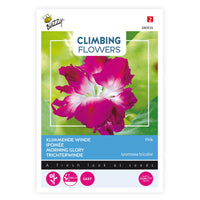 Morning glory Ipomoea tricolor pink 10 m² - Flower seeds
