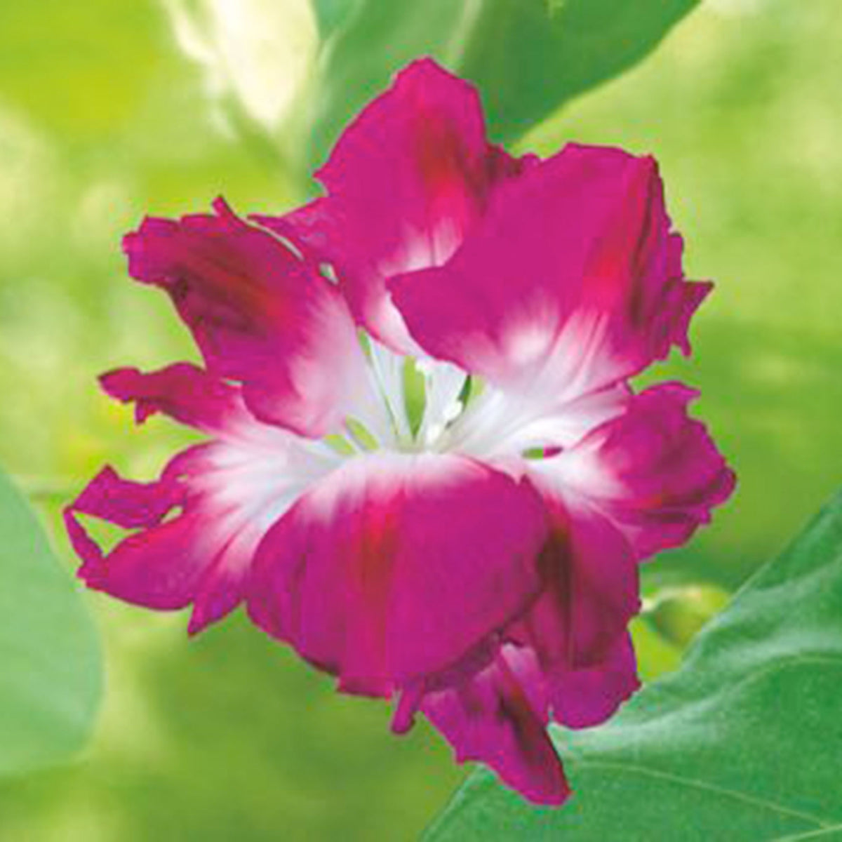 Morning glory Ipomoea tricolor pink 10 m² - Flower seeds
