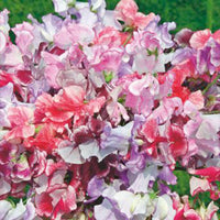 Sweet pea Lathyrus 'Unwin' pink 2 m² - Flower seeds