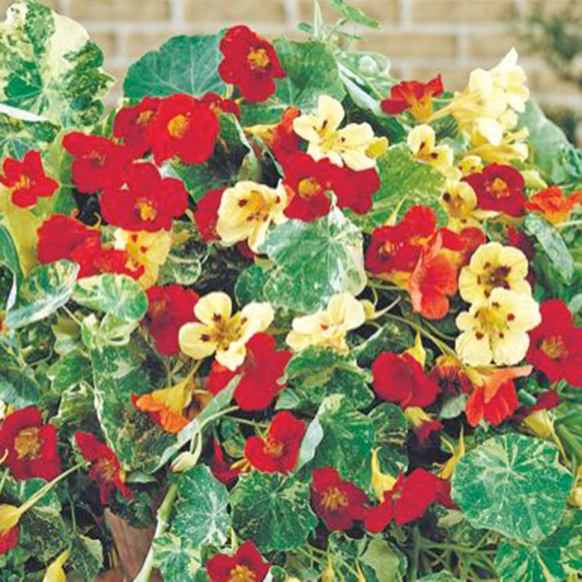 Nasturtium Tropaeolum 'Jewel of Africa' orange 5 m² - Flower seeds