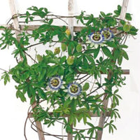 Passion flower Passiflora caerulea blue 5 m² - Flower seeds