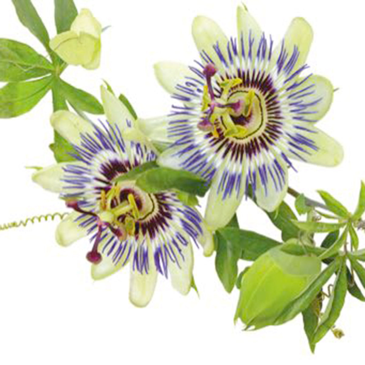 Passion flower Passiflora caerulea blue 5 m² - Flower seeds