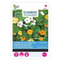 Black-eyed Susan Thunbergia alata - Mix orange-yellow 1 m² - Flower seeds
