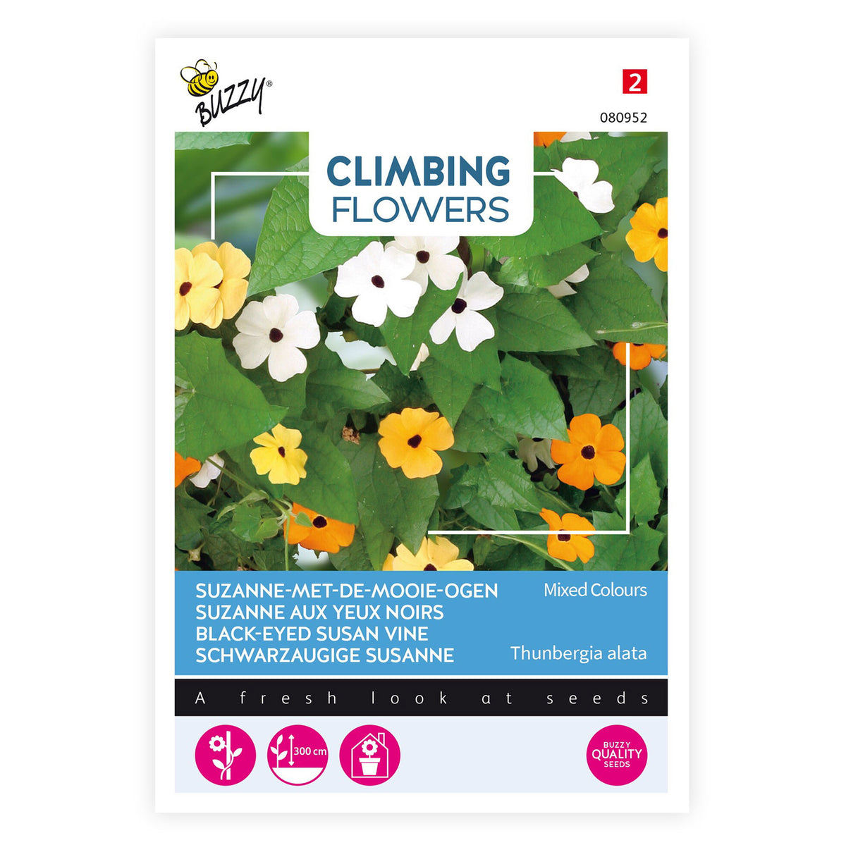 Black-eyed Susan Thunbergia alata - Mix orange-yellow 1 m² - Flower seeds
