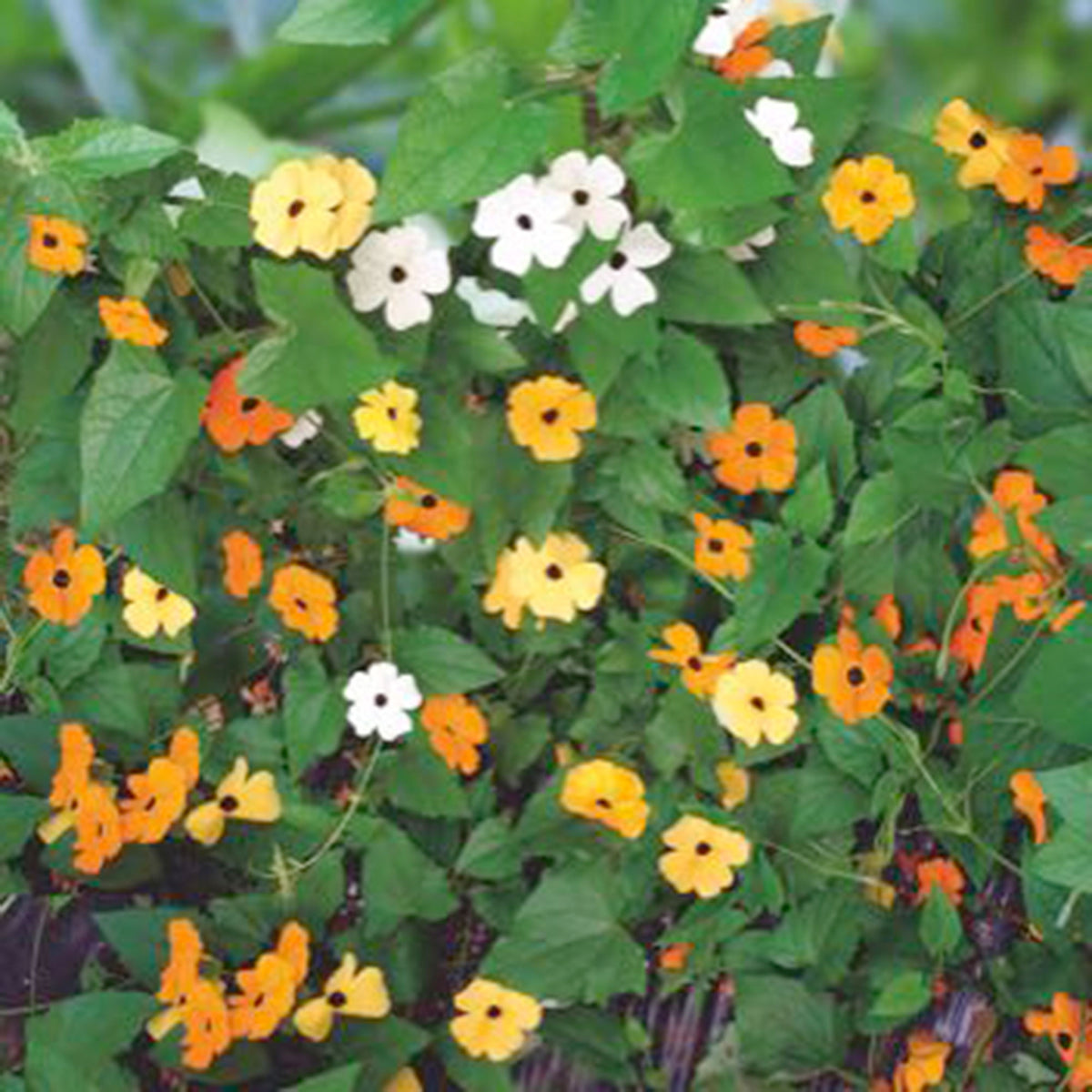 Black-eyed Susan Thunbergia alata - Mix orange-yellow 1 m² - Flower seeds