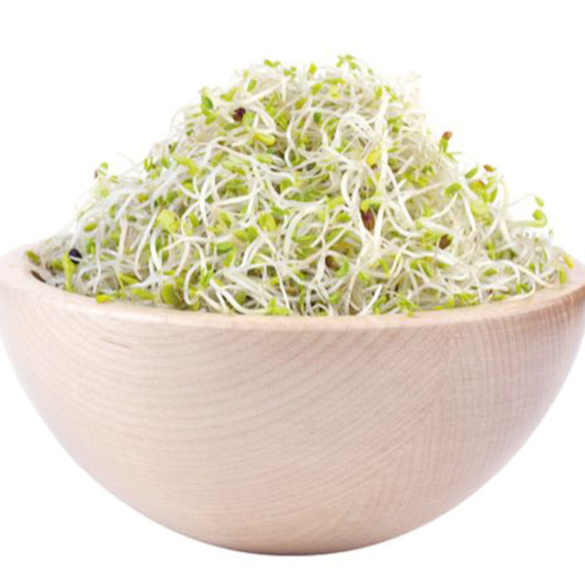Buy herb seed now Alfalfa Medicago sativa - Organic | Bakker.com