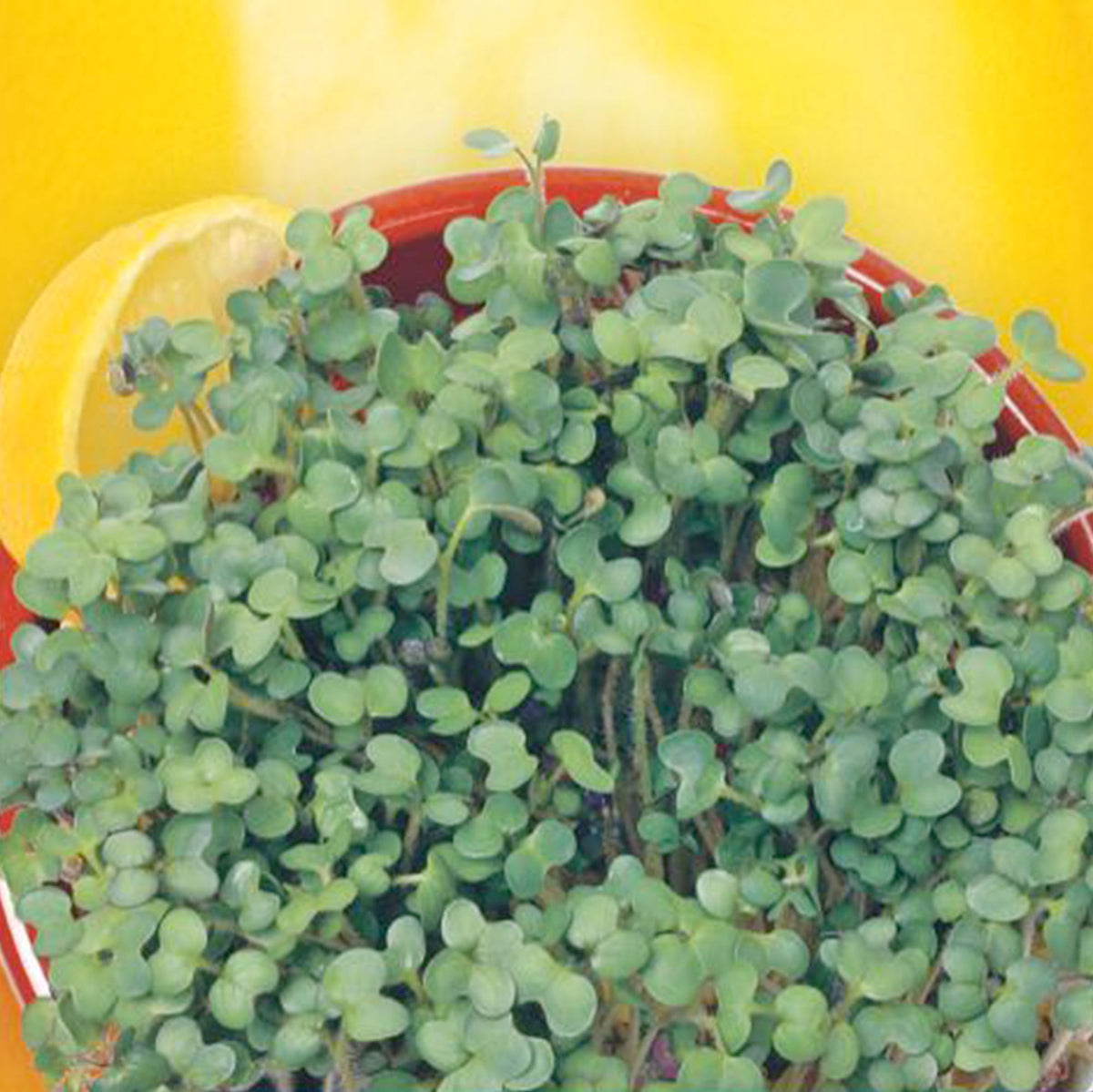 Mustard sprouts Sinapis alba - Bio Herb seeds