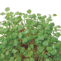 Rocket cress Eruca sativa - Organic - Herb seeds