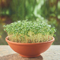 Cress Lepidium sativum - Organic - Herb seeds