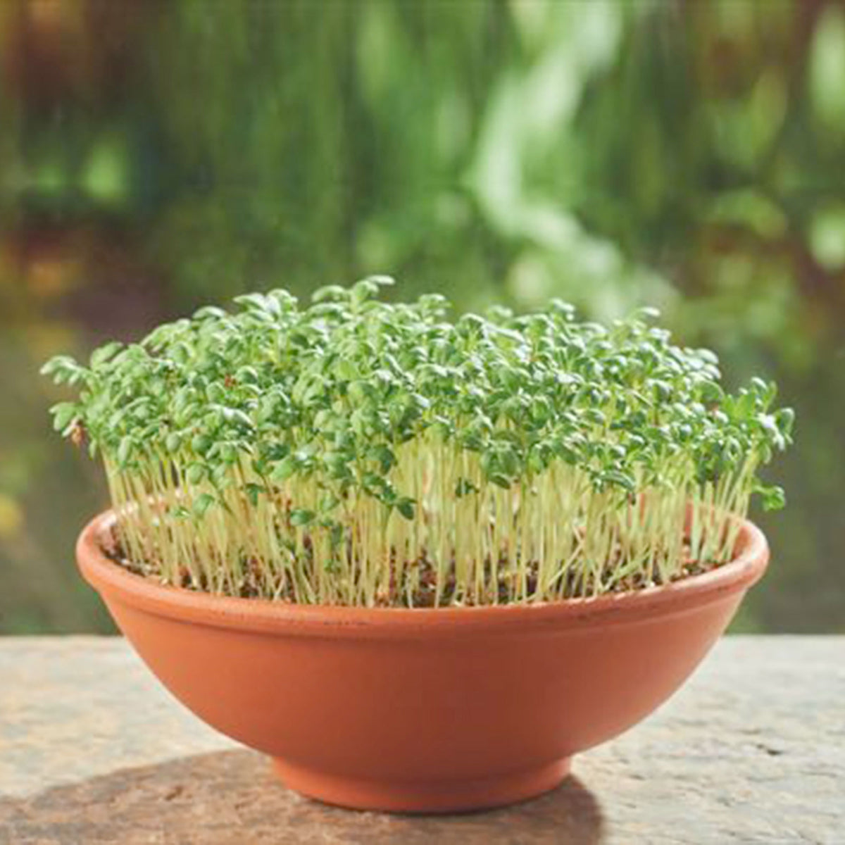 Cress Lepidium sativum - Organic - Herb seeds