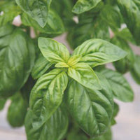 Basil Ocimum 'Italiano Classico' - Organic 12 m² - Herb seeds