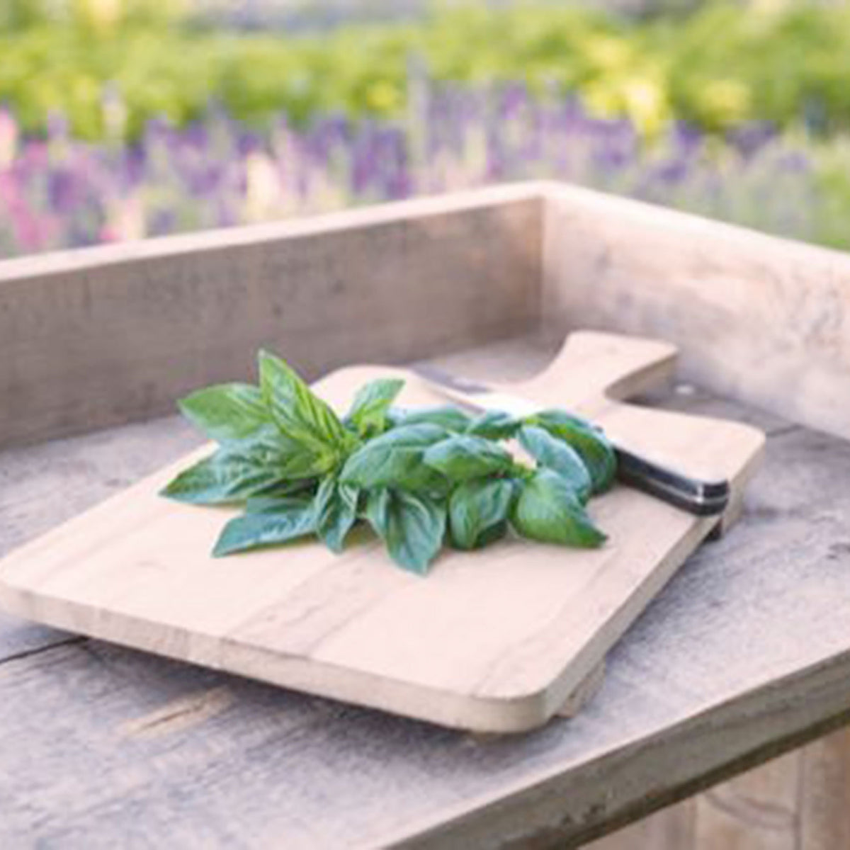 Basil Ocimum 'Italiano Classico' - Organic 12 m² - Herb seeds