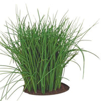 Chives Allium 'Prager' - Organic 4 m² - Herb seeds
