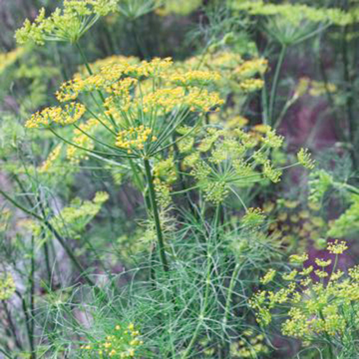 Dill Anethum graveolens - Organic 20 m² - Herb seeds