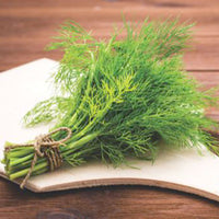 Dill Anethum graveolens - Organic 20 m² - Herb seeds