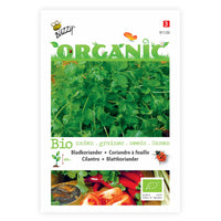 Coriander Coriandrum sativum - Organic 4 m² - Herb seeds