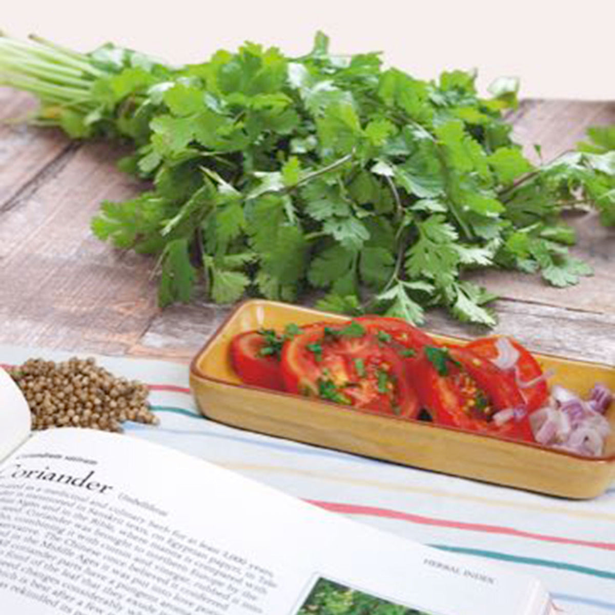 Coriander Coriandrum sativum - Organic 4 m² - Herb seeds