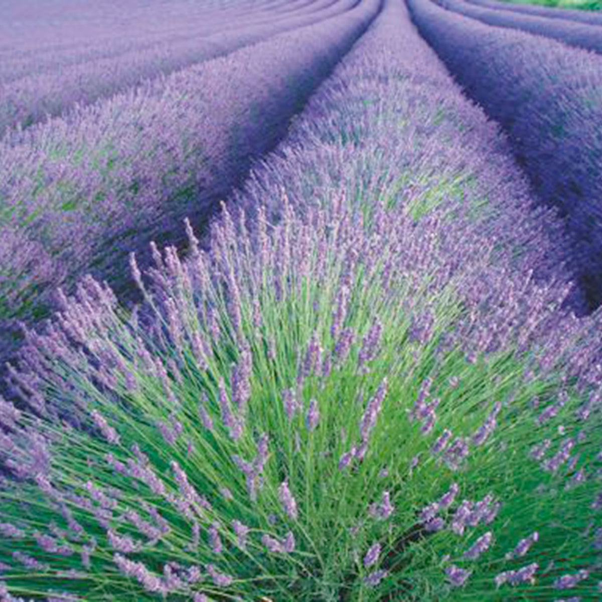 Lavender Lavandula angustifolia - Organic purple 4 m² - Herb seeds