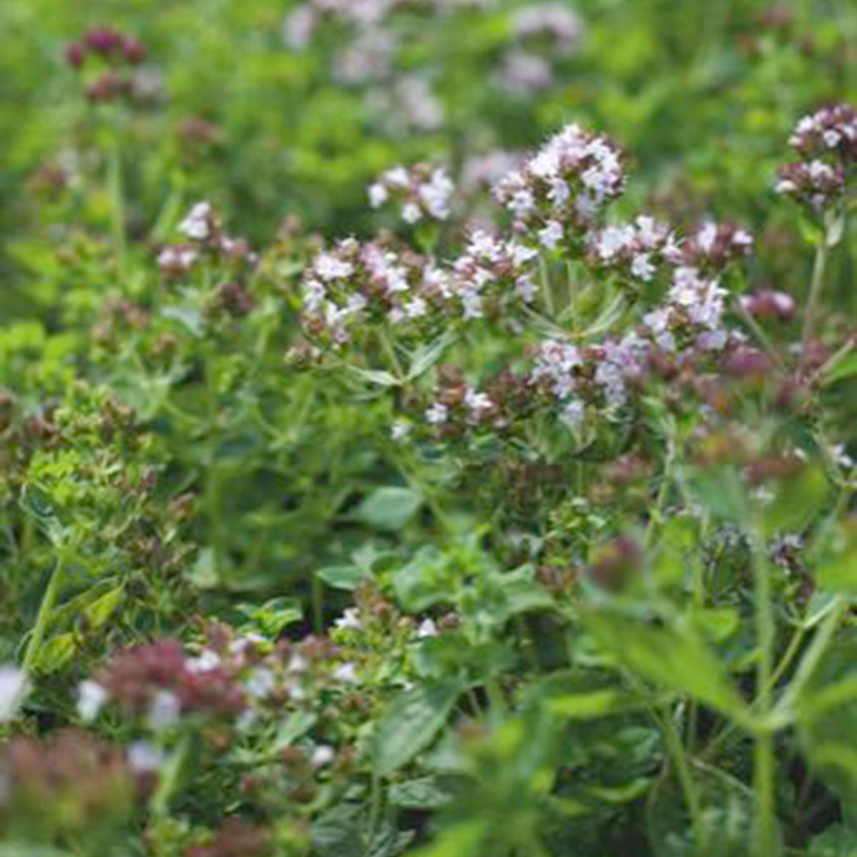 Marjoram Origanum vulgare - Organic 10 m² - Herb seeds